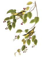 Carbonated Warbler by John James Audubon