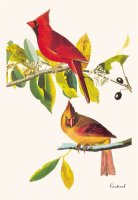 Cardinal by John James Audubon