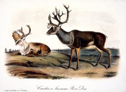 Caribou Rangifer Caribou by John James Audubon