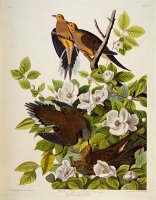 Carolina Turtledove by John James Audubon