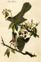 Cat Bird by John James Audubon