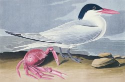 Cayenne Tern by John James Audubon