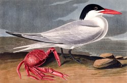 Cayenne Tern by John James Audubon
