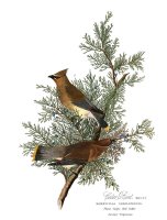 Cedar Bird by John James Audubon