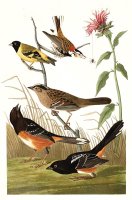 Chestnut Coloured Finch, Black Headed Siskin, Black Crown Bunting, Arctic Ground Finch by John James Audubon