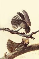 Chuck Wills Willow by John James Audubon