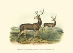 Columbian Black Tailed Deer by John James Audubon