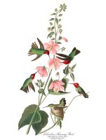Columbian Humming Bird by John James Audubon