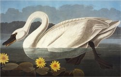 Common American Swan Whistling Swan Olor Colombianus From The Birds of America by John James Audubon