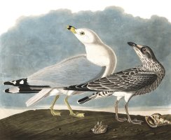Common Gull by John James Audubon