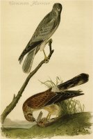 Common Harrier by John James Audubon