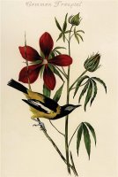 Common Troupial by John James Audubon