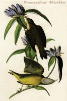 Connecticut Warbler by John James Audubon