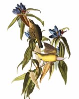 Connecticut Warbler by John James Audubon