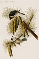 Crested Titmouse by John James Audubon