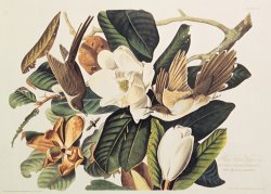 Cuckoo on Magnolia Grandiflora by John James Audubon