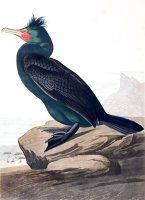 Double Crested Cormorant by John James Audubon