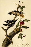 Downy Woodpecker by John James Audubon