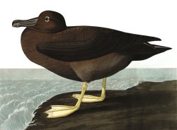Dusky Albatros by John James Audubon