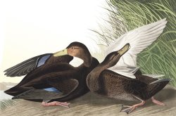 Dusky Duck by John James Audubon