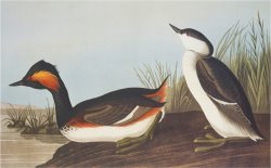 Eared Grebe by John James Audubon
