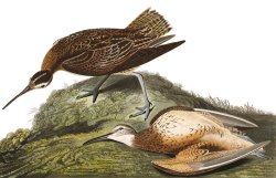 Esquimaux Curlew by John James Audubon