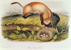 Ferret by John James Audubon