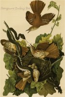 Ferruginous Mocking Bird by John James Audubon
