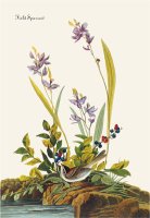 Field Sparrow by John James Audubon