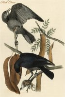 Fish Crow by John James Audubon
