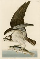 Fish Hawk Or Osprey by John James Audubon