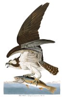 Fish Hawk, Or Osprey by John James Audubon