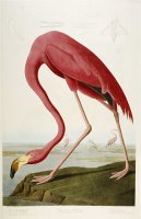 Flamingo Drinking at Water S Edge by John James Audubon
