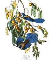Florida Jay by John James Audubon