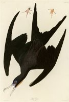 Frigate Pelican by John James Audubon