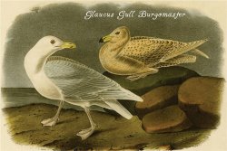 Glaucus Gull Burgomaster by John James Audubon