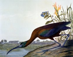 Glossy Ibis by John James Audubon