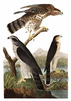 Goshawk, Or Stanley Hawk by John James Audubon