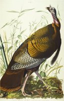 Great American Beck Male Wild Turkey Meleagris Gallopavo Plate I From The Birds of America by John James Audubon