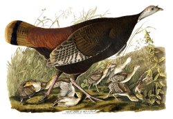 Great American Hen by John James Audubon