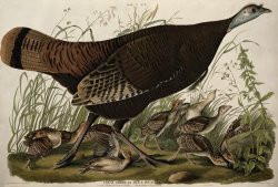 Great American Hen and Young by John James Audubon