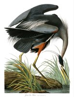 Great Blue Heron by John James Audubon