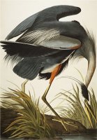 Great Blue Heron Ardea Herodias Plate Ccxi From The Birds of America by John James Audubon
