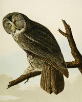 Great Cinereous Owl by John James Audubon