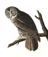 Great Cinereous Owl by John James Audubon