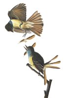 Great Crested Flycatcher by John James Audubon