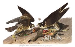Great Footed Hawk by John James Audubon