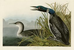 Great Northern Diver Or Loon by John James Audubon