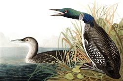 Great Northern Diver, Or Loon by John James Audubon