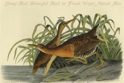 Great Red Breasted Rail Or Frash Water Marsh Hen by John James Audubon